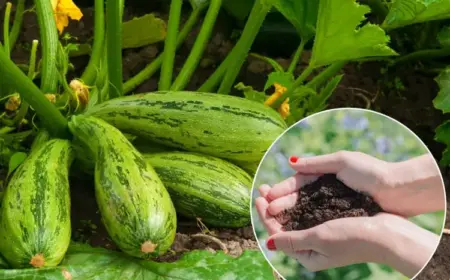 Zucchini düngen natürlich mit Kaffeesatz und Brennnesseln