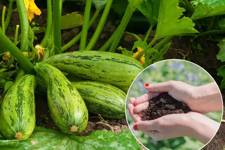 Zucchini düngen natürlich mit Kaffeesatz und Brennnesseln