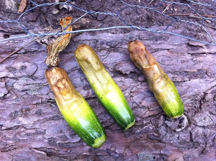 zucchini faulen an der pflanze mögliche ursachen