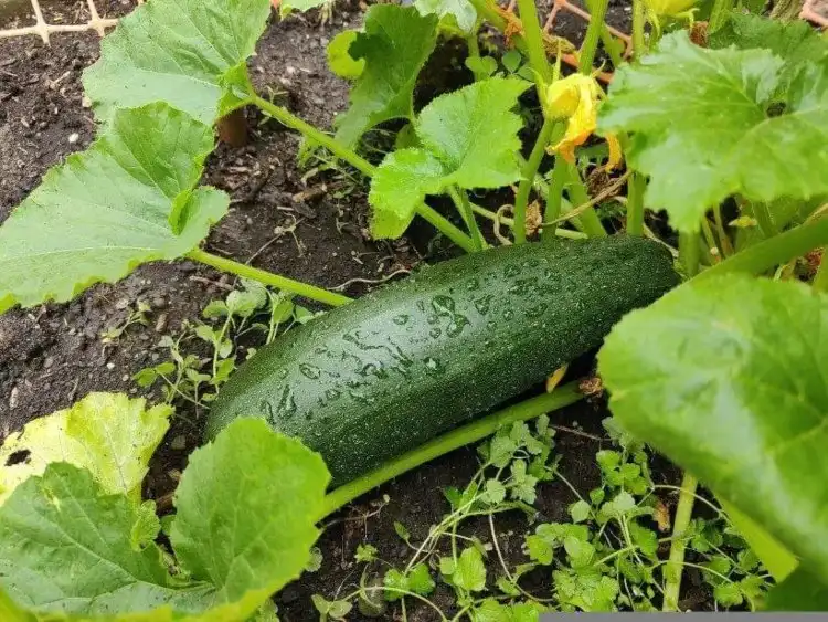 zucchini früchte liegen auf feuchtem boden und verroten