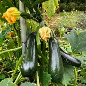 Zucchini hochbinden und platzsparend anbauen - Tipps und Anleitung