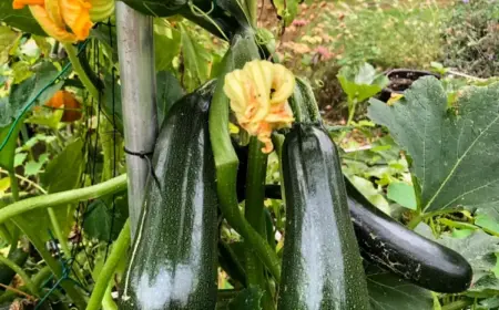 Zucchini hochbinden und platzsparend anbauen - Tipps und Anleitung