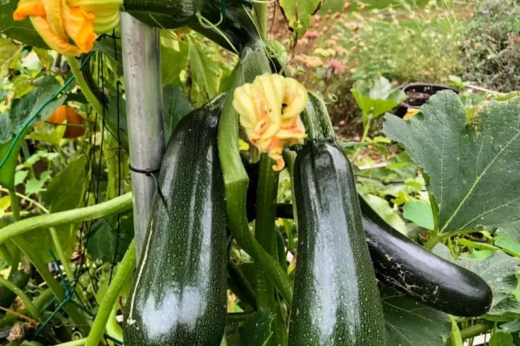 Zucchini hochbinden und platzsparend anbauen - Tipps und Anleitung