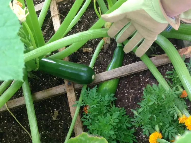 zucchini im hochbeet pflanzen quadratmeter