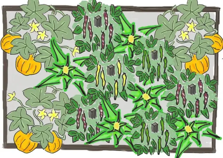 zucchini mais und bohnen und kürbisse im hochbeet pflanzen