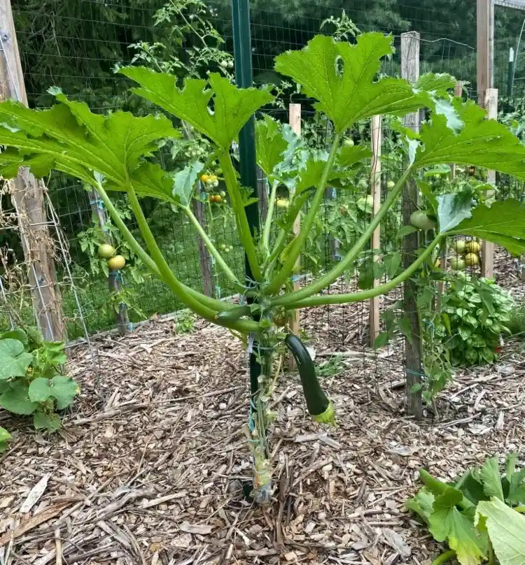 Zucchini-Pflanzen hochbinden und richtig schneiden nach der Ernte
