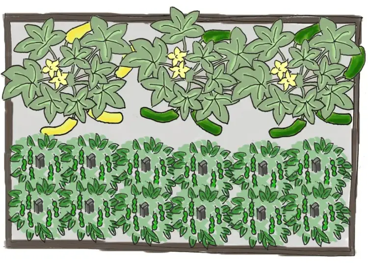 zucchini und sojabohnen im hochbeet pflanzen
