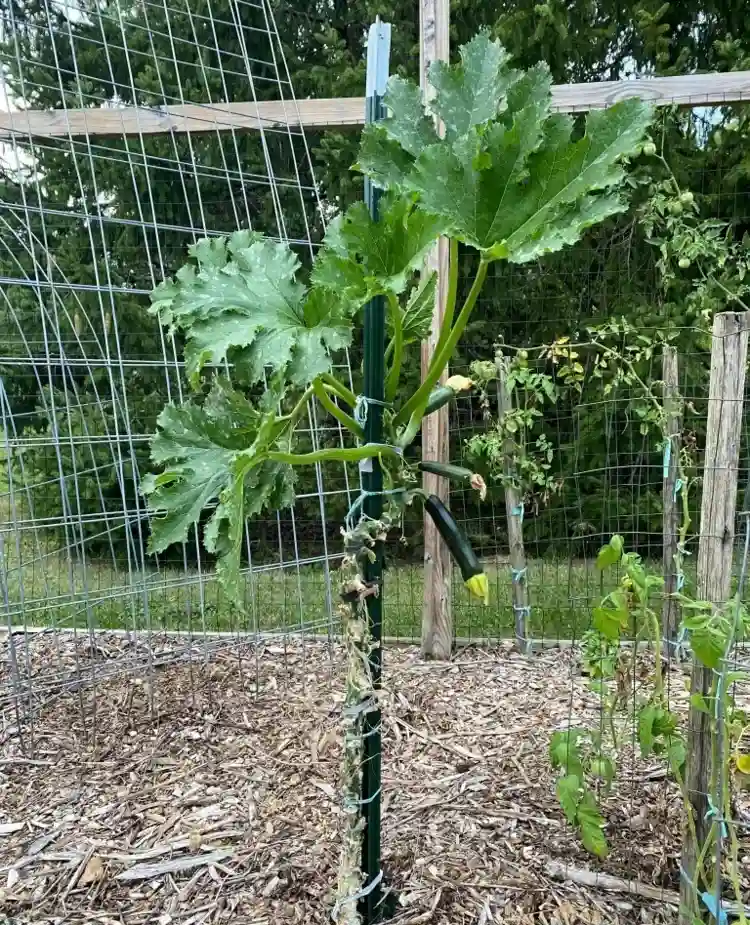 Zucchinipflanzen vertikal kultivieren im kleinen Garten oder auf dem Balkon