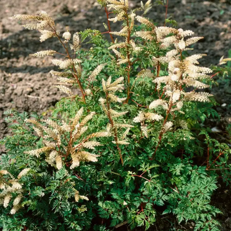 Zwerg-Geißbart (Aruncus aethusifolius) mit Blütenrispen als Schutz vor der Sonne