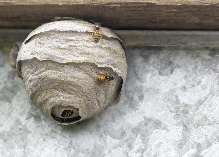 Ahmen Sie ein Wespennest in Ihrem Garten nach, um ein echtes Nest zu vermeiden