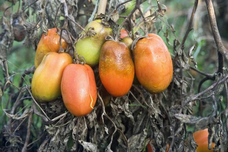 Braunfäule bei Tomaten bekämpfen - Tipps und natürliche Mittel