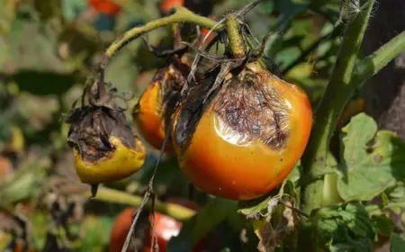 Braunfäule bei Tomaten bekämpfen: Wie Sie die Pilzkrankheit erkennen, bekämpfen und verhindern können