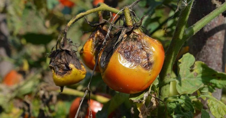 Braunfäule bei Tomaten bekämpfen: Wie Sie die Pilzkrankheit erkennen, bekämpfen und verhindern können