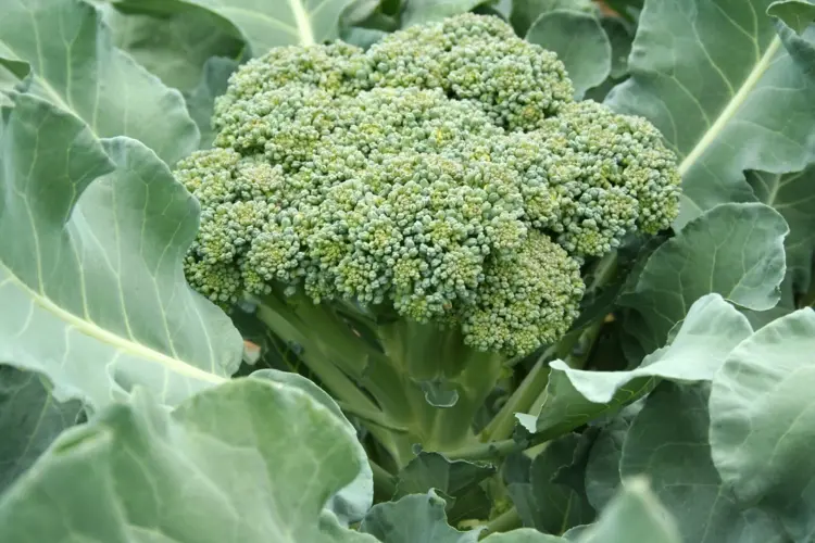 Brokkoli wächst langsam und muss rechtzeitig gesät werden