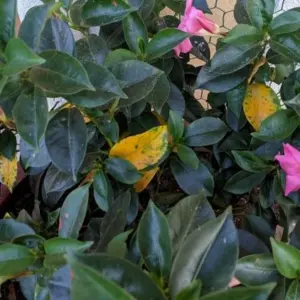 Dipladenia-Pflege - gekräuselte und gelbe Blätter wegen falscher Bewässerung