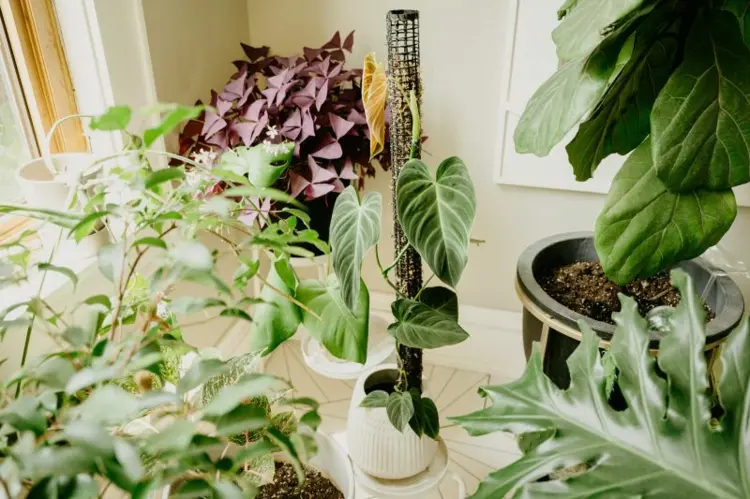 DIY Idee für Monstera und andere rankende Zimmerpflanzen - Netz aus Kunststoff zu einer Rolle formen