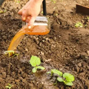 durch einfaches gießen mit flüssigdünger aus bokashi kompost den ertrag maximieren