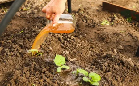 durch einfaches gießen mit flüssigdünger aus bokashi kompost den ertrag maximieren