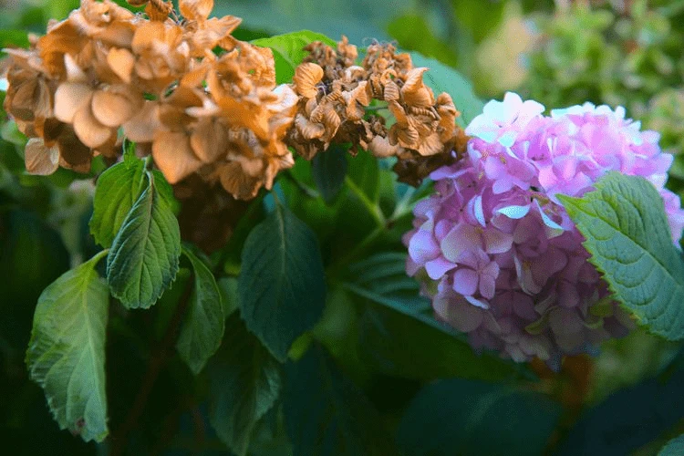 Eine Überdüngung kann zu braunen Blättern und Blüten bei Hortensien führen