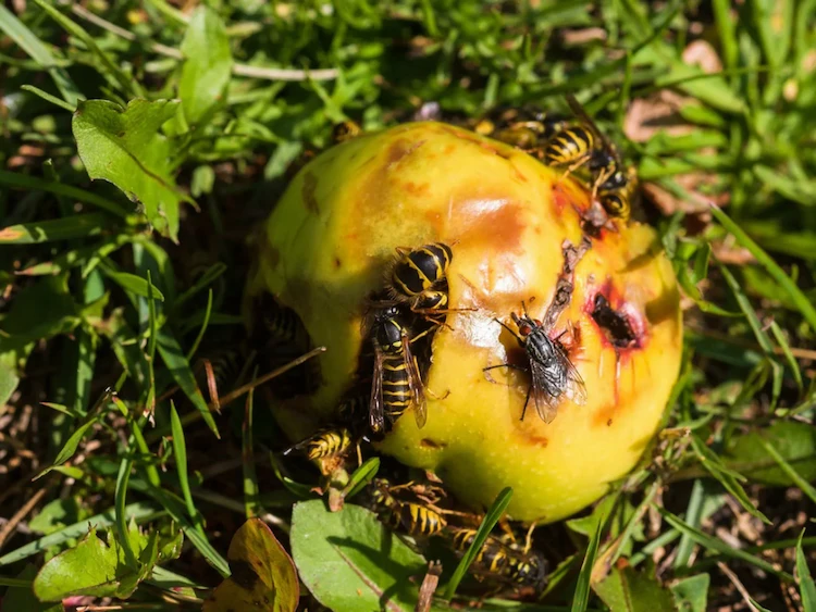 Entsorgen Sie Fallobst so schnell wie möglich, um Wespen zu bekämpfen
