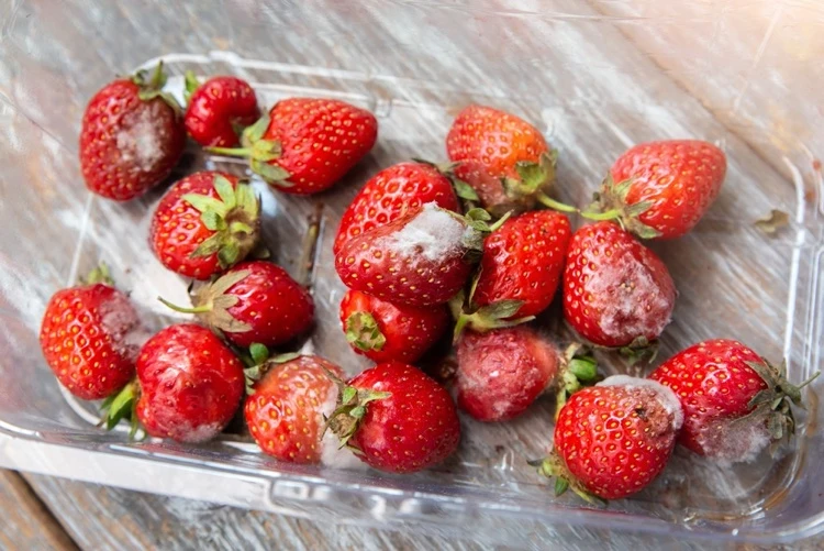 Erdbeeren schimmeln schnell? Raus aus der Plastikverpackung!