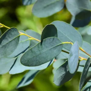 eukalyptus vertrocknet wie retten sie die pflanze