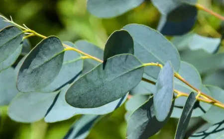 eukalyptus vertrocknet wie retten sie die pflanze