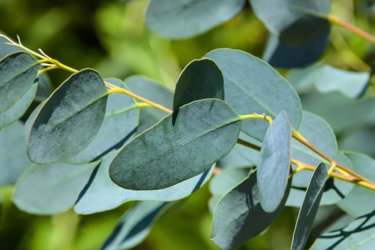 eukalyptus vertrocknet wie retten sie die pflanze