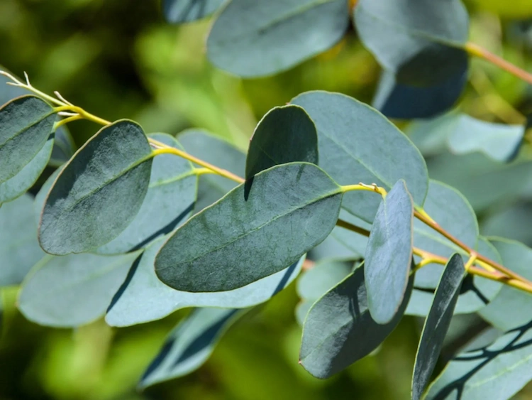 eukalyptus vertrocknet wie retten sie die pflanze