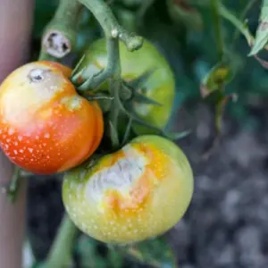 faulende tomaten am strauch was tun