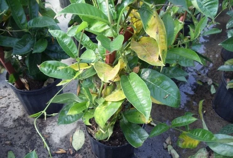 Gelbe Mandevilla-Blätter wegen Krankheit