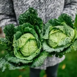 Gemüse für den Winter im Sommer anbauen - Wirsing ist ein Klassiker