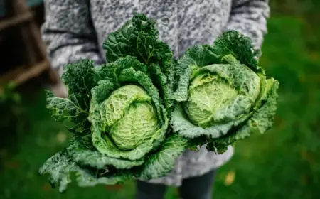 Gemüse für den Winter im Sommer anbauen - Wirsing ist ein Klassiker