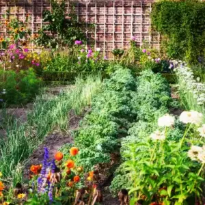 gemüsegarten bepflanzen mit mischkultur