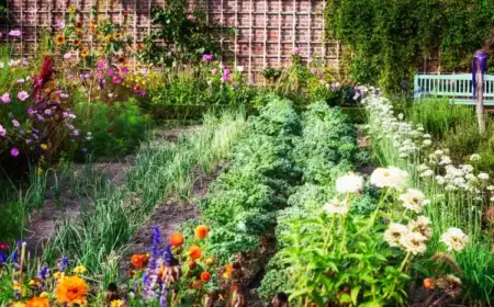 gemüsegarten bepflanzen mit mischkultur