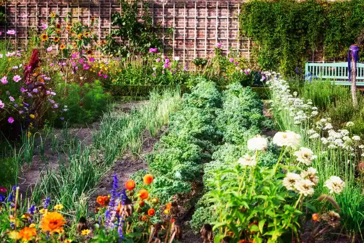 Gemüsegarten bepflanzen mit Mischkultur