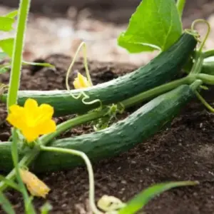 gurkenpflanzen im sommer schneiden anleitung