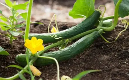 gurkenpflanzen im sommer schneiden anleitung