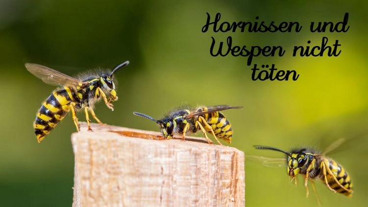 Hornissen und Wespen fernhalten