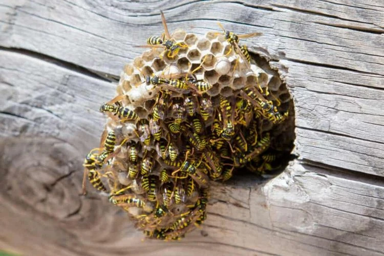 Hornissen- und Wespennester - Tipps für den richtigen Umgang, wenn Sie im Garten ein Nest finden