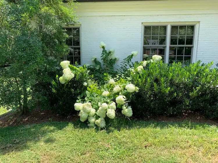 Hortensie lässt Blüten aufgrund von übermäßiger Hitze hängen