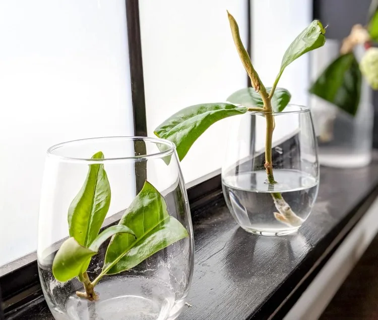 hortensien im wasserglas vermehren bewurzeln