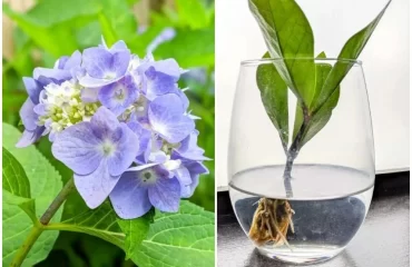 hortensien im wasserglas vermehren wurzelbildung mit hormon fördern