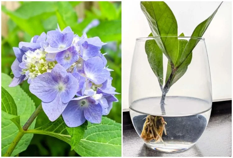 hortensien im wasserglas vermehren wurzelbildung mit hormon fördern