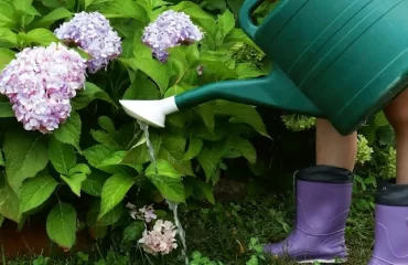 hortensien richtig gießen probleme mit bewässerung erkennen und beheben