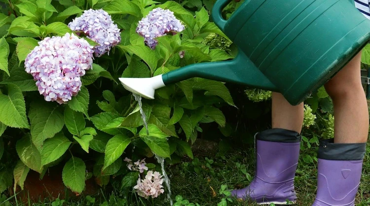 hortensien richtig gießen probleme mit bewässerung erkennen und beheben