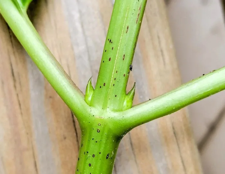 hortensien vermehren über ein blattpaar
