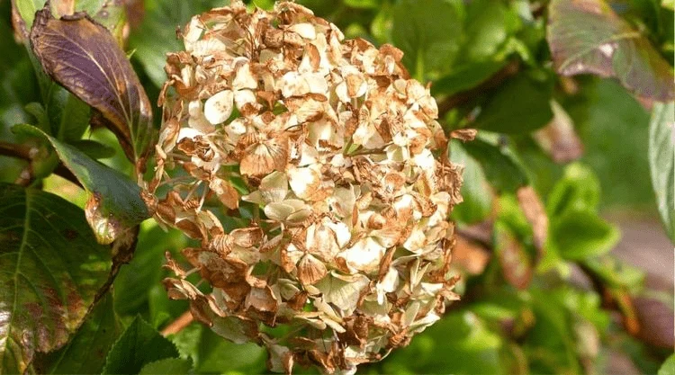 Hortensien vertrocknen schnell im Sommer und bekommen braune Blüten
