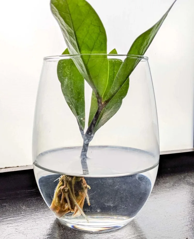 hortensien wie im wasserglas vermehren wurzeln lassen