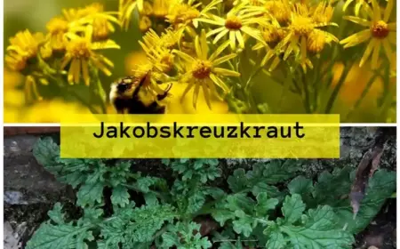 Jakobskreuzkraut bekämpfen und erkennen